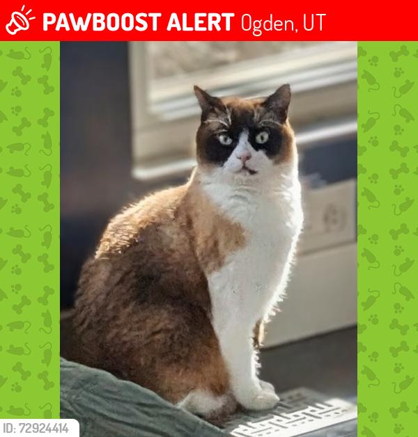 Lost Male Cat last seen Bona Villa Dr , Ogden, UT 84403