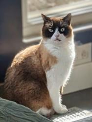 Lost Male Cat last seen Bona Villa Dr , Ogden, UT 84403