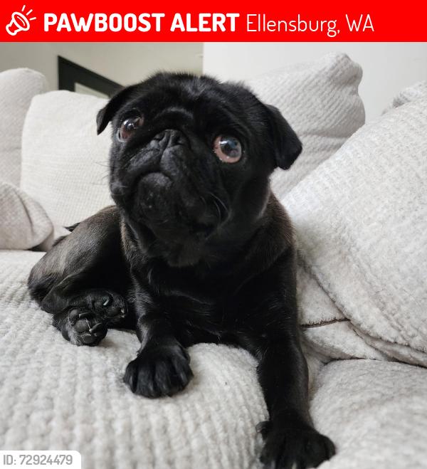 Lost Female Dog last seen E capitol ave, maple st, E first Ave, Ellensburg highschool , Ellensburg, WA 98926