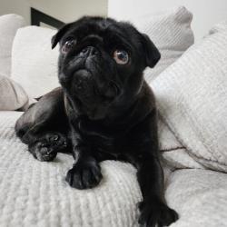 Lost Female Dog last seen E capitol ave, maple st, E first Ave, Ellensburg highschool , Ellensburg, WA 98926
