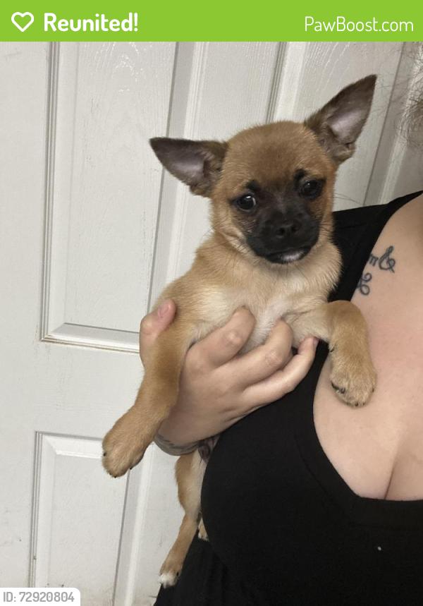 Reunited Male Dog last seen Cherry hill rd, Dumfries Va , Cherry Hill, VA 22026