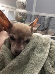 Reunited Male Dog last seen Oak bay dr w, Jacksonville, FL 32277