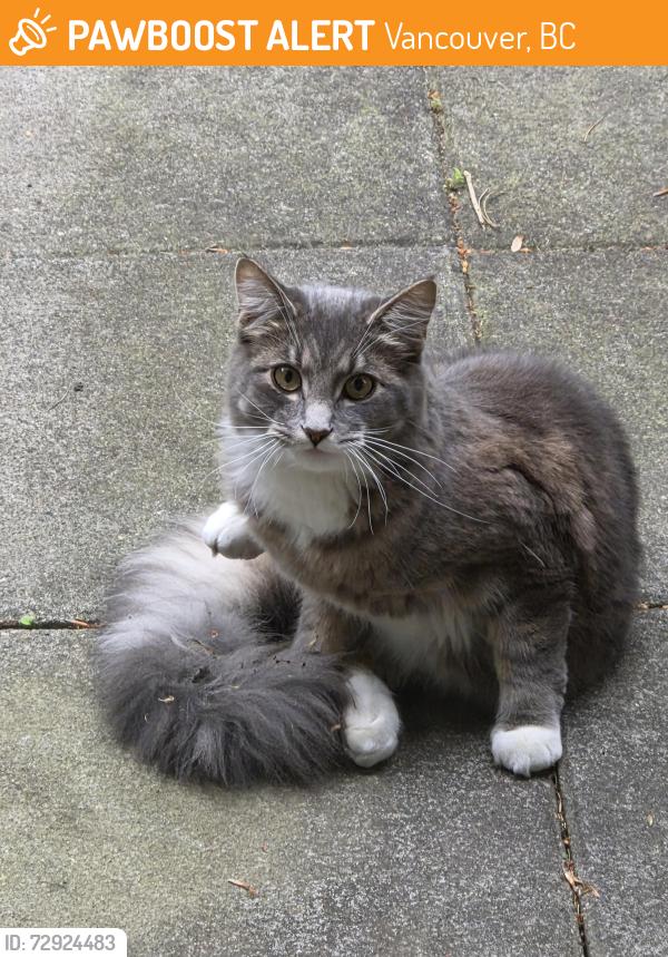 Found/Stray Female Cat last seen 33rd ave and Arbutus , Vancouver, BC 