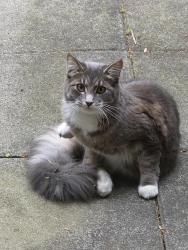 Found/Stray Female Cat last seen 33rd ave and Arbutus , Vancouver, BC 
