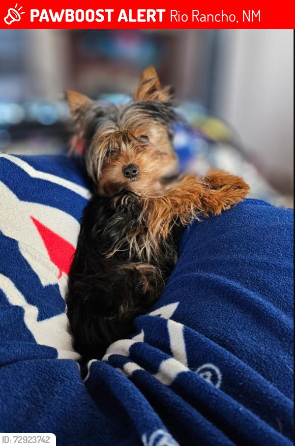 Lost Female Dog last seen Skagway and North Pole Loop, Rio Rancho, NM 87144
