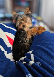 Lost Female Dog last seen Skagway and North Pole Loop, Rio Rancho, NM 87144