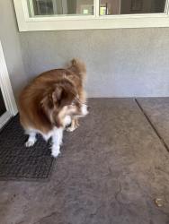 Found/Stray Unknown Dog last seen 488- Sherlock way Carmichael , Carmichael, CA 95608