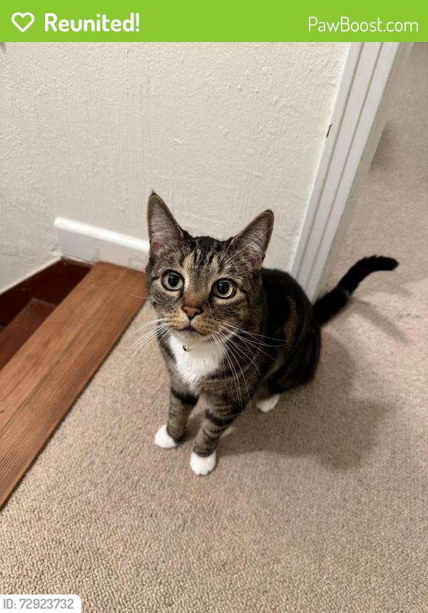 Reunited Male Cat last seen 6th Ave and Ventura Drive, Tacoma, WA 98465