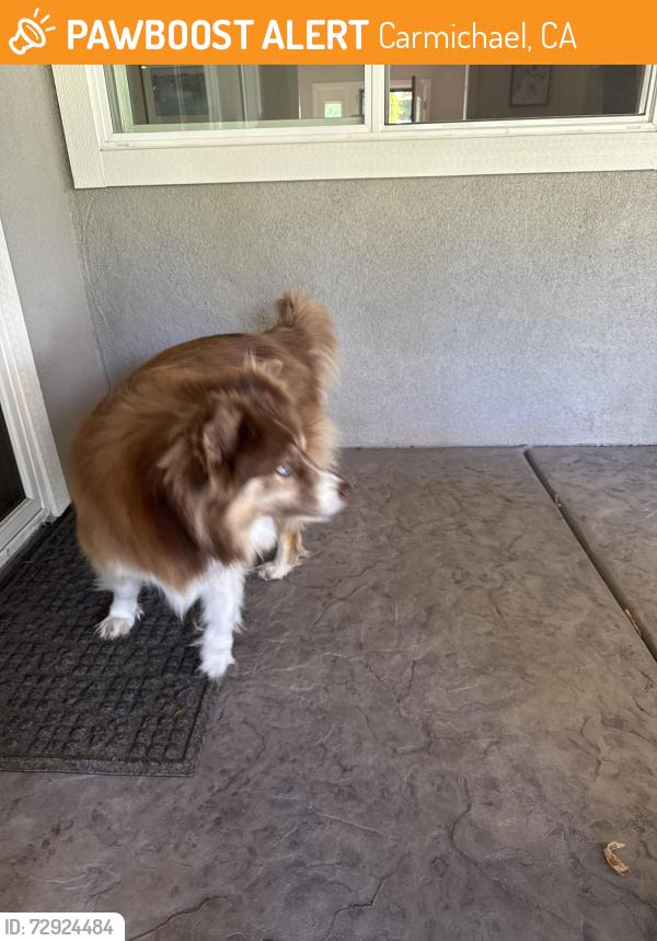 Found/Stray Unknown Dog last seen 488- Sherlock way Carmichael , Carmichael, CA 95608