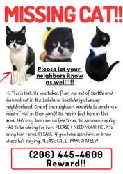 Lost Male Cat last seen 26th Ave South, Federal Way, WA 98001