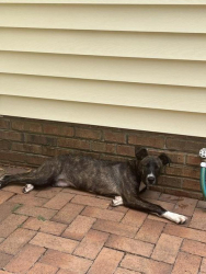 Found/Stray Female Dog last seen Piney woods rd, Columbia, SC 29210