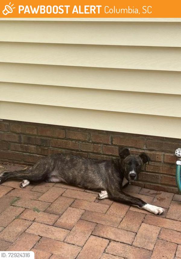 Found/Stray Female Dog last seen Piney woods rd, Columbia, SC 29210