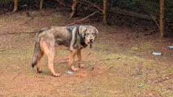 Reunited Female Dog last seen Near Country Club Rd, Greer, SC 29651, USA, Greer, SC 29651