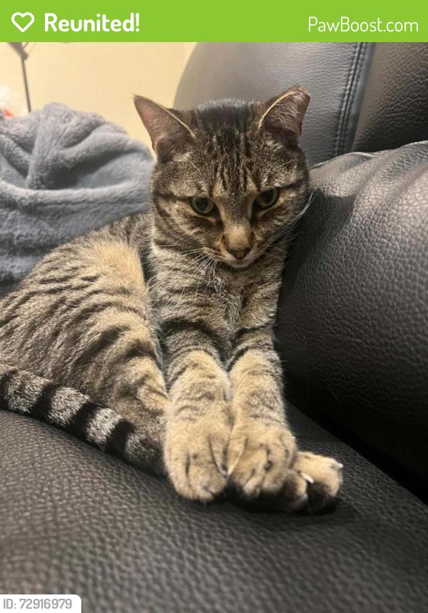 Reunited Male Cat last seen grand mesa pkwy, McKinney, TX 75070