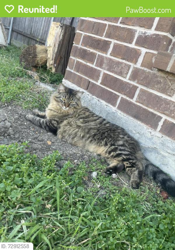 Reunited Male Cat last seen Morris St and Hunt St, McKinney, TX 75069