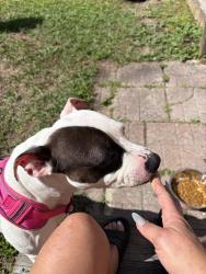 Lost Female Dog last seen Sandalfoot Rd, Boca Raton, FL 33428