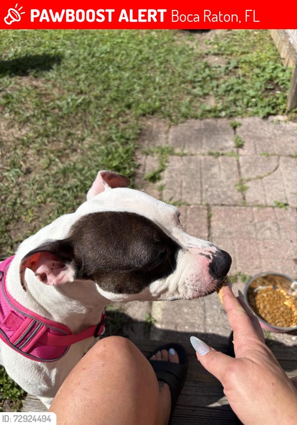 Lost Female Dog last seen Sandalfoot Rd, Boca Raton, FL 33428