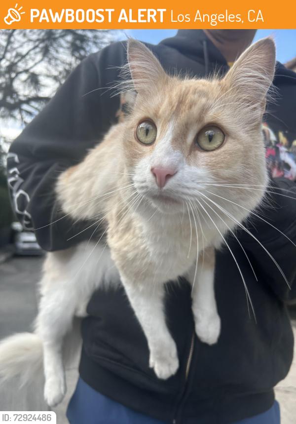 Found/Stray Unknown Cat last seen Moreno dr , Los Angeles, CA 90039