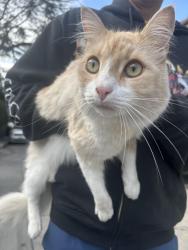 Found/Stray Unknown Cat last seen Moreno dr , Los Angeles, CA 90039