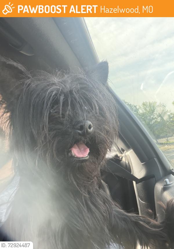 Found/Stray Female Dog last seen Dunn Rd. , Hazelwood, MO 63042