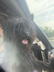 Found/Stray Female Dog last seen Dunn Rd. , Hazelwood, MO 63042