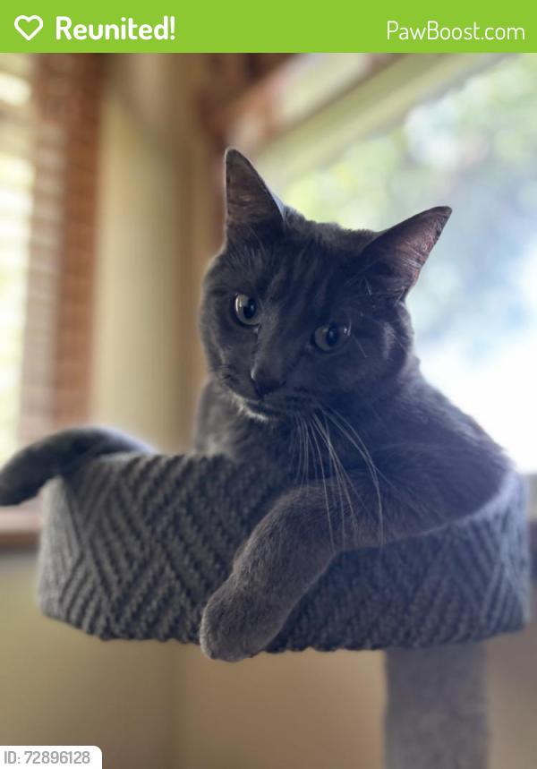 Reunited Male Cat last seen At home 611 n 40th st, Omaha, NE 68131