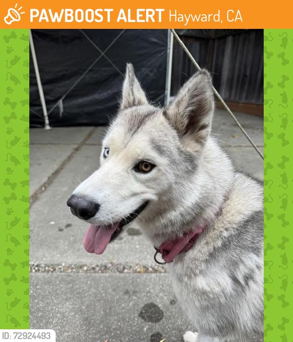 Found/Stray Female Dog last seen Linden & B Street (Near Hill & Valley Club), Hayward, CA 94541