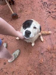 Reunited Female Dog last seen Pine Hills rd, woodruff, SC, Woodruff, SC 29388