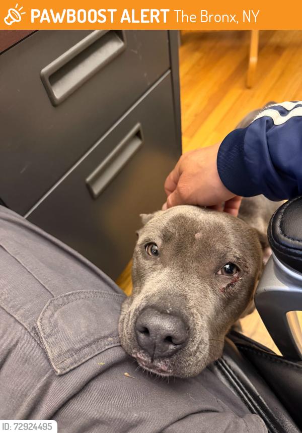 Found/Stray Female Dog last seen Botanical garden, The Bronx, NY 10458