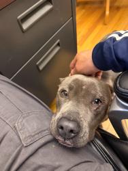 Found/Stray Female Dog last seen Botanical garden, The Bronx, NY 10458