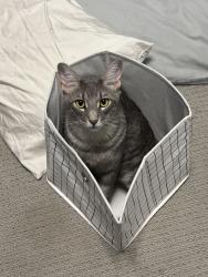 Reunited Male Cat last seen E Aloe Pl Chandler , Chandler, AZ 85286