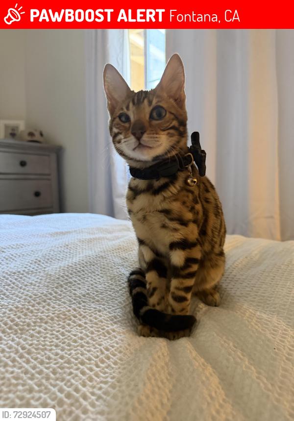 Lost Female Cat last seen Ceres and Oleander , Fontana, CA 92335