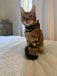 Lost Female Cat last seen Ceres and Oleander , Fontana, CA 92335