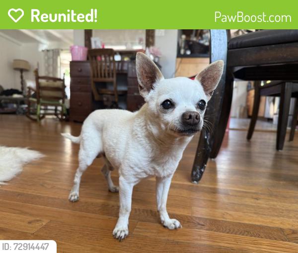 Reunited Male Dog last seen Ethel Ave & Erwin St by Valley Glen Park, Los Angeles, CA 91401