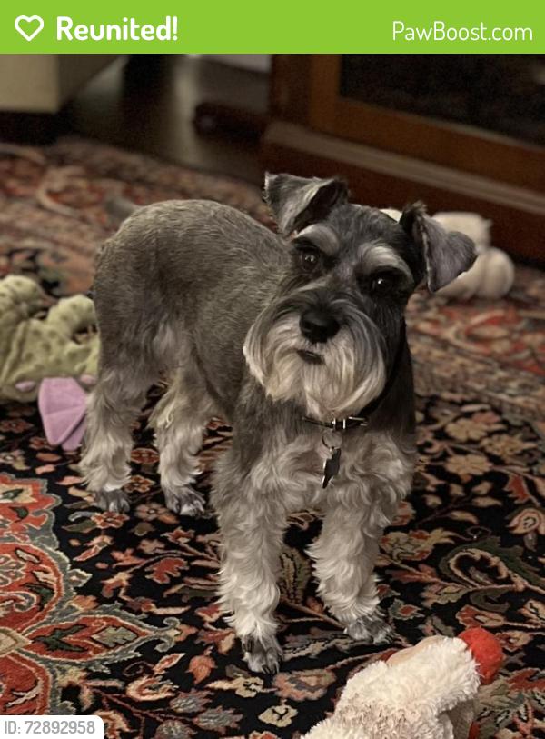 Reunited Female Dog last seen Cherry Rd and Outer Park, Leland Grove, IL 62704