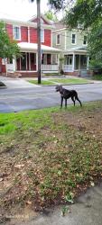 Found/Stray Female Dog last seen S.7th and Orange St. Downtown , Wilmington, NC 28401