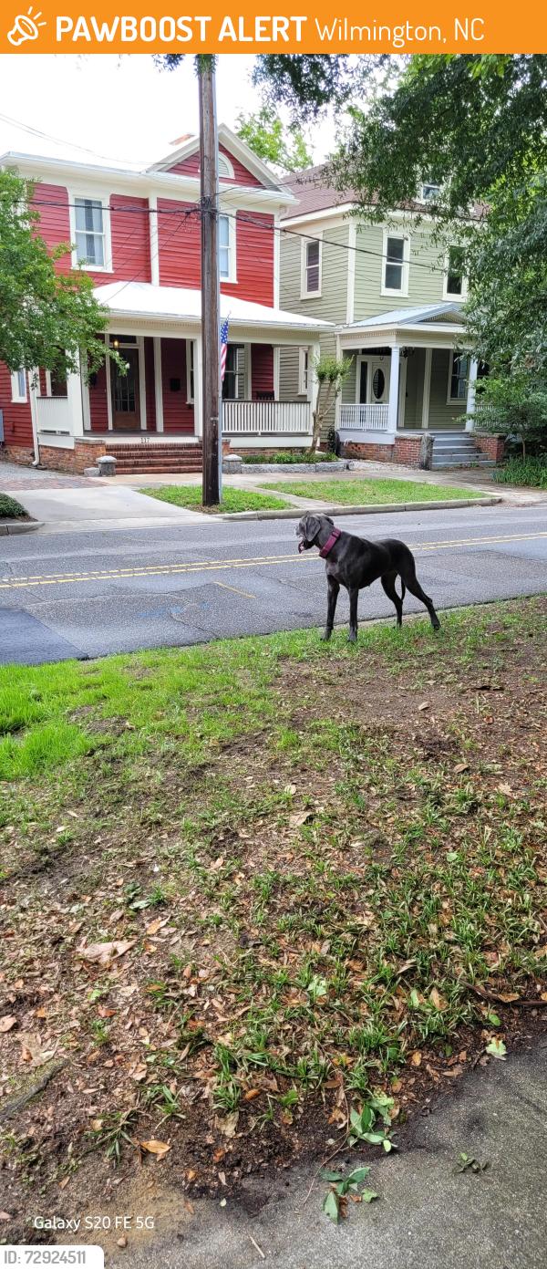 Found/Stray Female Dog last seen S.7th and Orange St. Downtown , Wilmington, NC 28401