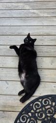 Reunited Female Cat last seen South Beston Rd, Willow Pond Subdivision, La Grange, NC 28551