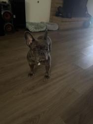 Lost Female Dog last seen San Juan, Fair Oaks, CA 95628