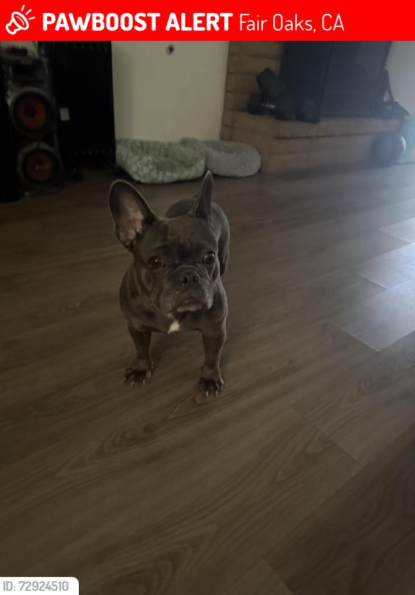 Lost Female Dog last seen San Juan, Fair Oaks, CA 95628