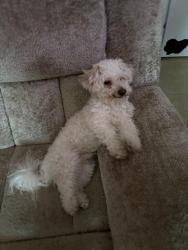 Lost Male Dog last seen Ocean 13562 , Horizon City, TX 79928