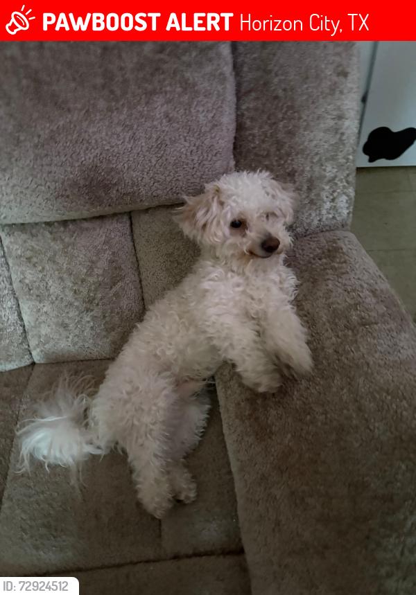 Lost Male Dog last seen Ocean 13562 , Horizon City, TX 79928