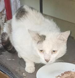 Found/Stray Male Cat last seen On Maple North Side, Block of Sheridan and Mt Carmel, Wichita, KS 67213