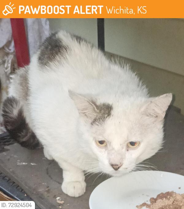 Found/Stray Male Cat last seen On Maple North Side, Block of Sheridan and Mt Carmel, Wichita, KS 67213
