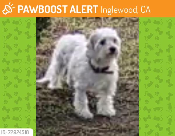 Found/Stray Unknown Dog last seen Bennett Kew elementary , Inglewood, CA 90303