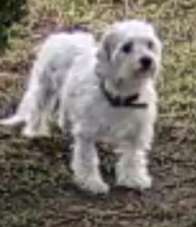 Found/Stray Unknown Dog last seen Bennett Kew elementary , Inglewood, CA 90303