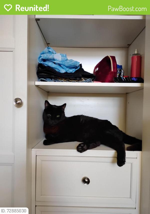 Reunited Male Cat last seen SE 5 CT and SE 7th Ave, Deerfield Beach, FL 33441