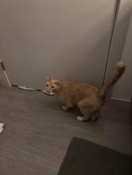 Found/Stray Male Cat last seen Found running around and crying in the road on 62nd St near Cowen Park., Seattle, WA 98115