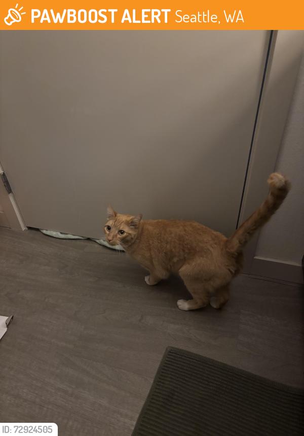Found/Stray Male Cat last seen Found running around and crying in the road on 62nd St near Cowen Park., Seattle, WA 98115
