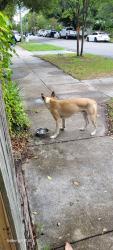 Found/Stray Male Dog last seen S.7th and Orange St. Downtown , Wilmington, NC 28401